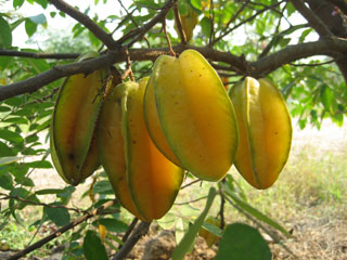 Starfruit