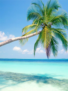 Tropical Beach